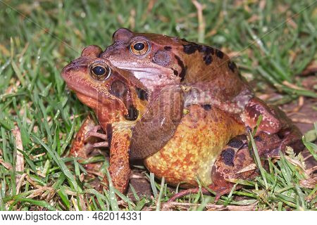 Closeup On A Male And Female Common European Brown Frog, Rana Temporaria In Amplexus In The Spring