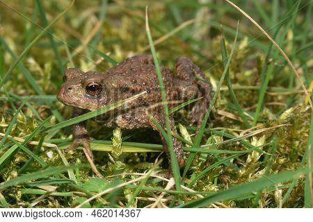 Cloaseup On A Smalltoadlet Of The Common European Toad, Bufo Bufo Walking In The Grass In Teh Garden