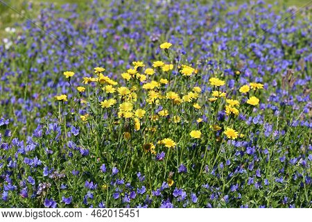 Wild Blooming Blue Echium And Yellow Chrysanthemum.