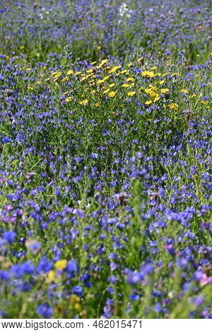 Wild Blooming Blue Echium And Yellow Chrysanthemum.