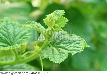 Closeup Of Melon Fruit's Leaf With Its Blurry Flower Bud In Foreground