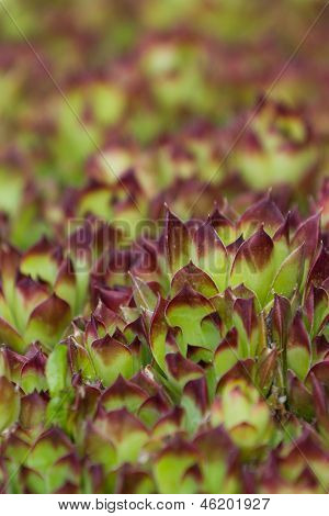 Sempervivum succulente Close Up (galline e pulcini)