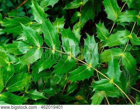 Mahonia Bealei Fortune Carriere Leaves Close Up