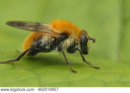 Detailed Closeup On The Colorful Orange Fluffy, Buff-tailed Bearfly Criorhina Floccosa