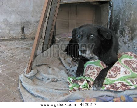 Mendicante cane