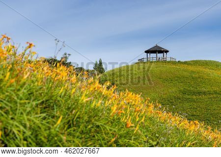 Orange day lily flower field in Taimali Kinchen Mountain in Taitung