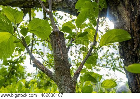 Gardening. Graft An Apple Tree. Green Sprouts Of A Grafted Apple. Successful Grafting Fruit Tree. Hi