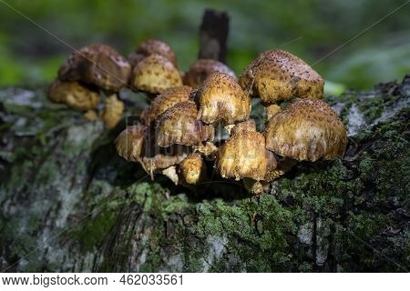 Autumn Wood-destroying Fungi Growing On Old Trunks And Stumps