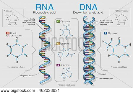 Chart Shows The Difference Between Ribonucleic Acid And Deoxyribonucleic Acid, The Graph Contains Th