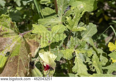 Insecticides And Pests Attack On A Ladyfinger Plants