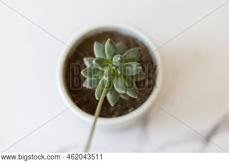 Pachyphytum Compactum Beautiful Succulent Plant High Angle View With Selective Focus