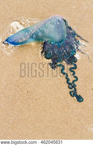 Portuguese Man O War Jellyfish On The Beach Of South Padre Island, Tx.