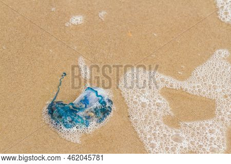 Portuguese Man O War Jellyfish On The Beach Of South Padre Island, Tx.