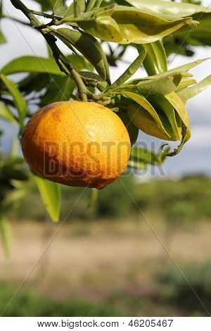 eine Mandarine