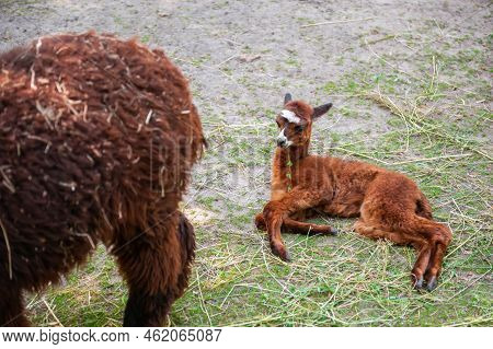 Huacaya Alpaca In Zoo On Sunny Day. Baby Animal