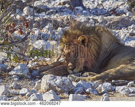 Big Male Maned Lion Relaxing In The Shade Of A Mopane Tree On The Rocky Ground In Etosha National Pa