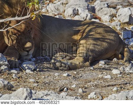 Big Male Maned Lion Relaxing In The Shade Of A Mopane Tree On The Rocky Ground In Etosha National Pa