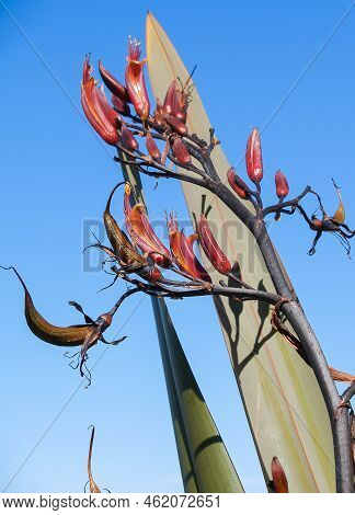 New Zealand Flax Flower Stem Closeup Against Long Spear Shaped Leaves And Blue Sky Background.