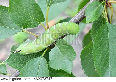 Green Caterpillar Privet Hawk Moth (sphinx Ligustri) Or Moth Butterfly (sphingidae). Side View.  Cat
