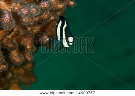 Hambug Dascyllus