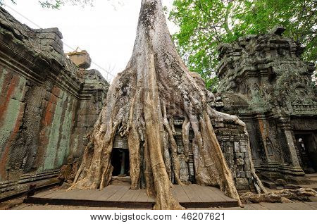 Ta Prohm è il nome moderno di un tempio di Angkor