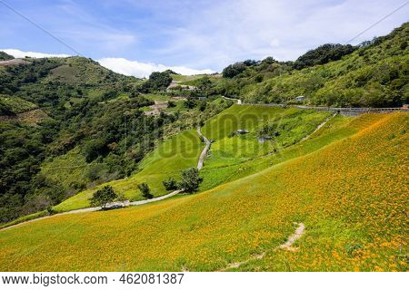 Orange day lily flower field in Taimali Kinchen Mountain in Taitung