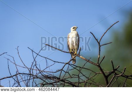 White Eyed Buzzard Or Butastur Teesa Bird Perched High On Tree At Jhalana Forest Or Leopard Reserve 