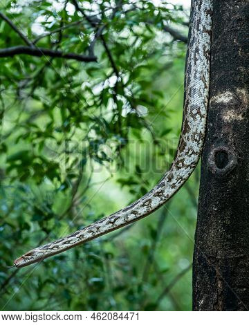 Python Molurus Or Indian Rock Python Hanging On Tree In Natural Monsoon Green Background At Ranthamb