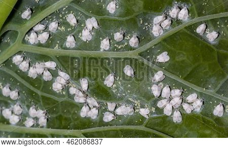 Whitefly Aleyrodes Proletella Agricultural Pest On Cabbage Leaf.
