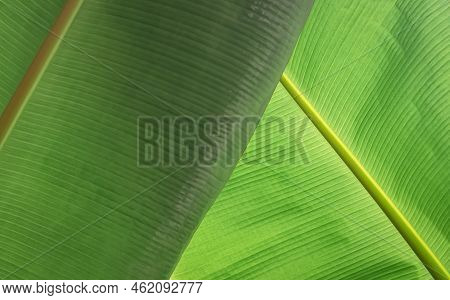 Abstract Green Foliage Background. Sunlight And Shadow On Backside Of Green Banana Leaf Surface In B