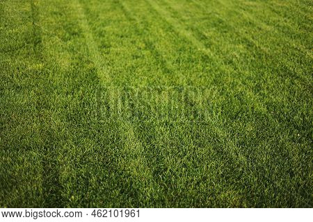Green Grass Close-up. Cut Green Juicy Lawn. Alpine Meadow Densely Overgrown With Grass. Field Of Gra