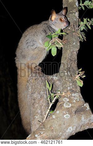 Nocturnal Greater Galago Or Bushbaby (otolemur Crassicaudatus) In A Tree, South Africa