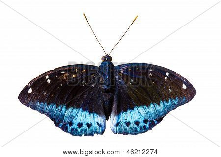 Den fælles ærkehertug sommerfugl