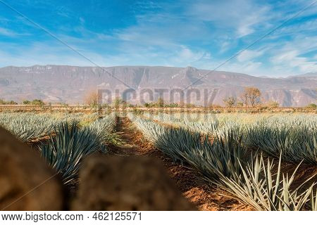 A Agave Field For Tequila Production, Jalisco, Mexico