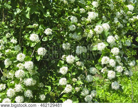 Bush Of The Pemphigus Viburnum (physocarpus Opulifolius)  Blooms In Summer With White Flowers