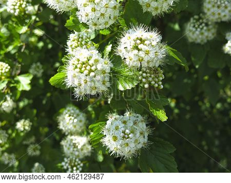 Bush Of The Pemphigus Viburnum (physocarpus Opulifolius)  Blooms In Summer With White Flowers
