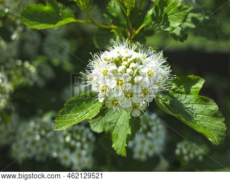 Bush Of The Pemphigus Viburnum (physocarpus Opulifolius)  Blooms In Summer With White Flowers