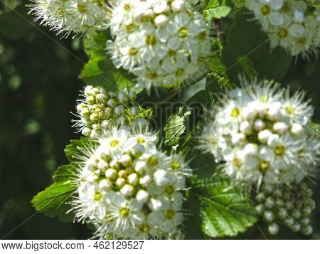 Bush Of The Pemphigus Viburnum (physocarpus Opulifolius)  Blooms In Summer With White Flowers