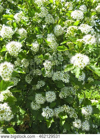 Bush Of The Pemphigus Viburnum (physocarpus Opulifolius)  Blooms In Summer With White Flowers