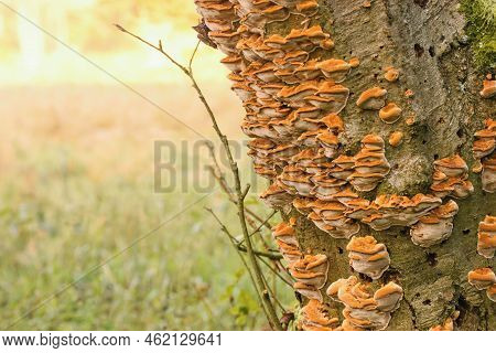 Xanthoporia Radiata - Inonotus Radiatus - A Species Of Bracket Fungus (fungi That Grow On Trees). Al