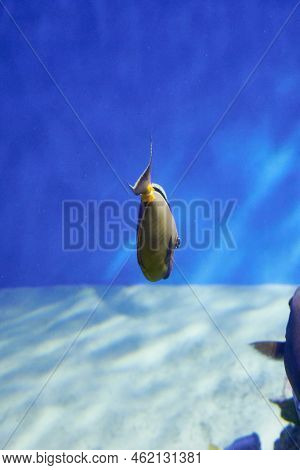 Orange-winged Rhinoceros Naso Lituratus In Blue Water Among Reef Rocks