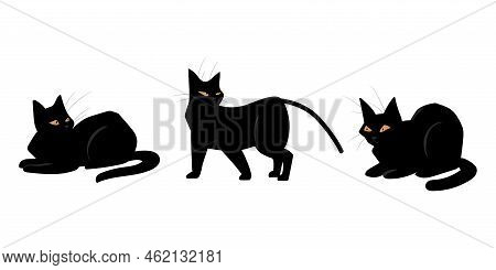 Black Cats. Domestic Animals Poses And Actions. Feline Breed. Pets Positions. Dark Fluffy Kitten Lyi