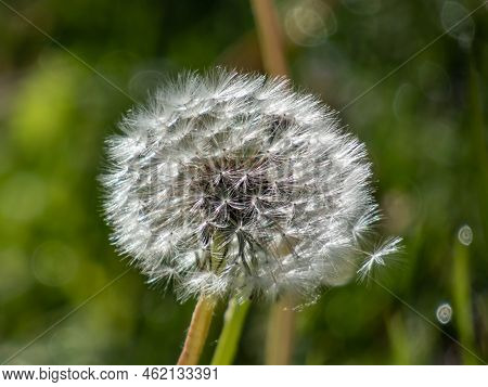 Macro Shot Of Single Dandelion Flower Head With Seeds And Pappus In The Meadow With Green Bokeh Gras