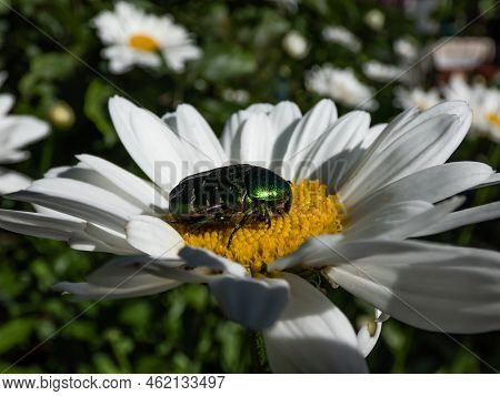 Macro Shot Of A Metallic Rose Chafer Or The Green Rose Chafer (cetonia Aurata) Crawling On A White D