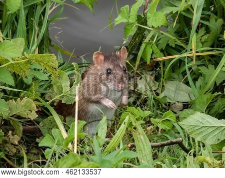 Close-up Shot Of The Common Rat (rattus Norvegicus) With Dark Grey And Brown Fur Standing On Back Pa