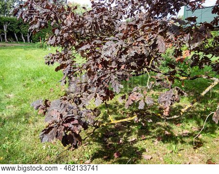 Rare Purple Leaved Cultivar Of English Oak (quercus Robur) 'timuki' In Summer At Latvian National Bo