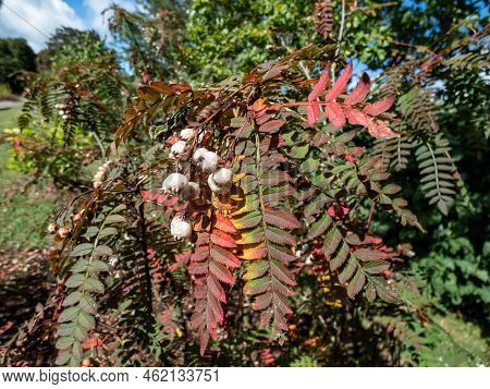 Koehne Mountain Ash (sorbus Koehneana) Turning It's Leaves Yellow And Later Bright Red And Bearing W