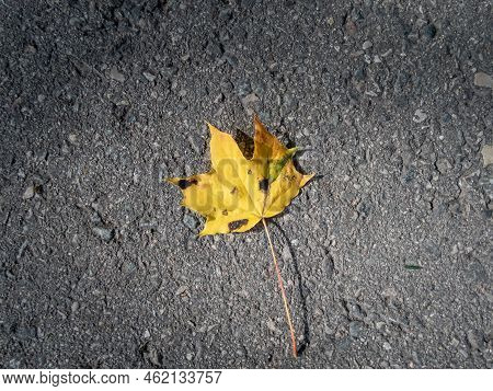 Close-up Shot Of A Maple Leaf On The Ground In Autumn. Maple Leaf Changing Colours From Green To Yel