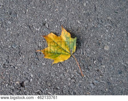 Close-up Shot Of A Maple Leaf On The Ground In Autumn. Maple Leaf Changing Colours From Green To Yel