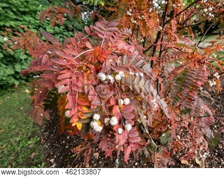 Koehne Mountain Ash (sorbus Koehneana) Turning It's Leaves Yellow And Later Bright Red And Bearing W